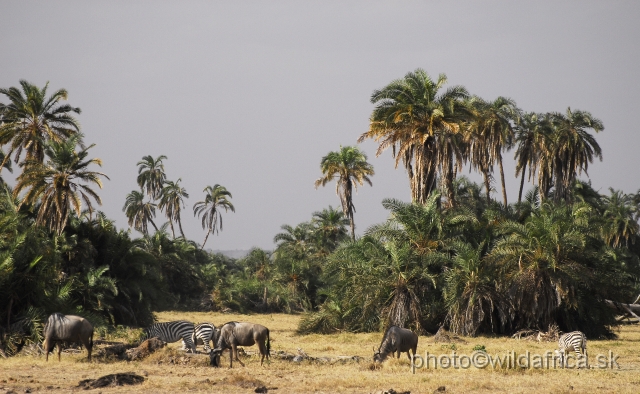 _DSC02514.JPG - Island of palms.