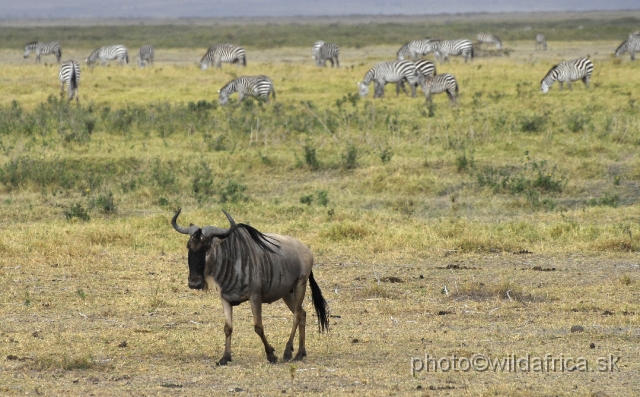 _DSC0253.JPG - Eastern White-bearded Wildebeest (Connochaetes taurinus albojubatus).