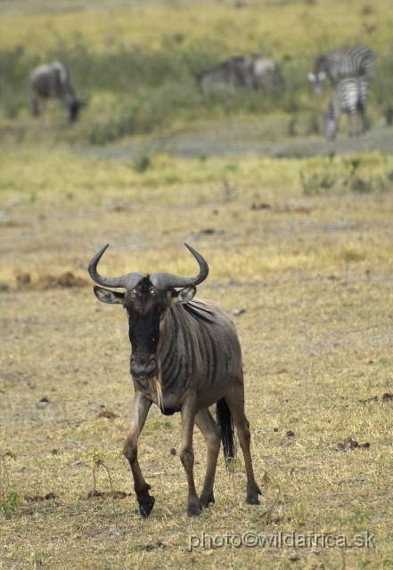 _DSC0259.JPG - Eastern White-bearded Wildebeest (Connochaetes taurinus albojubatus).