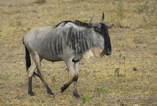 _DSC0276.JPG - Eastern White-bearded Wildebeest (Connochaetes taurinus albojubatus).