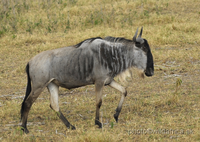 _DSC0278.JPG - Eastern White-bearded Wildebeest (Connochaetes taurinus albojubatus).