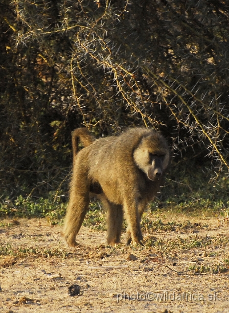 _DSC0313.JPG - This is not common baboon. It is a natural hybrid of Papio anubis x Papio cynocephalus.