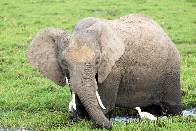 _DSC0346.JPG - The Amboseli Elephant.