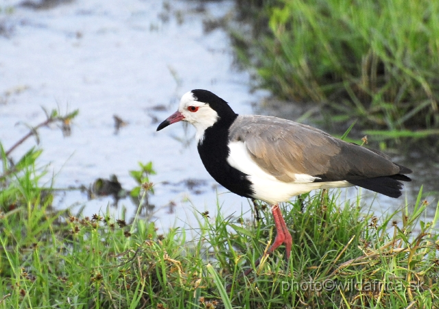 _DSC03549.JPG - Long-toed Lapwing (Vanellus crassirostris)