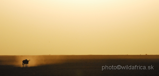 _DSC0402.JPG - Wildebeests, shadows and dust of Amboseli.