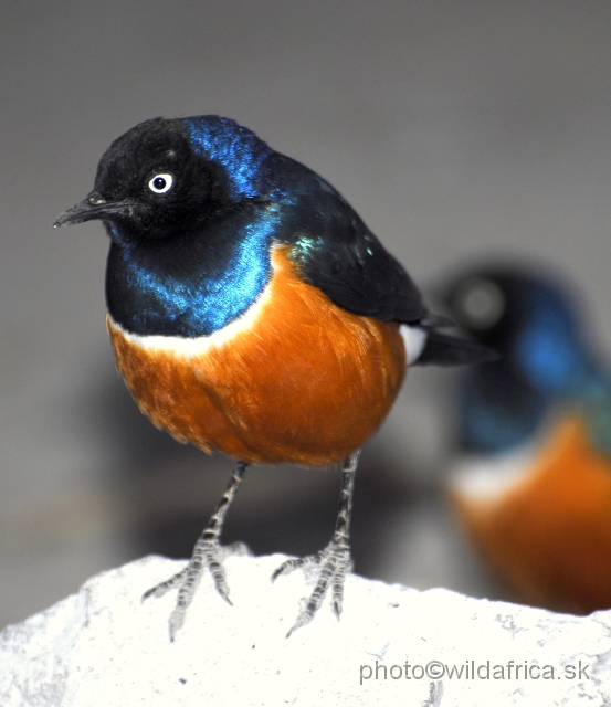 _DSC0421.JPG - Superb Starling (Lamprotornis (Spreo) superbus)