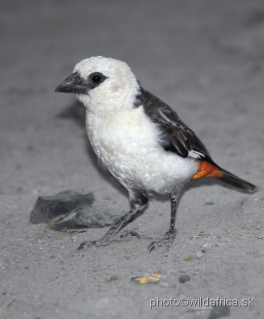 _DSC0426.JPG - White-headed Buffalo Weaver (Dinemellia dinemelli)