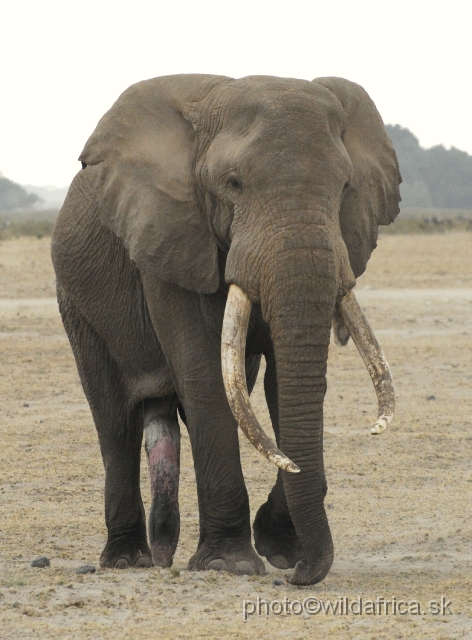 _DSC0465.JPG - The Amboseli Elephant.