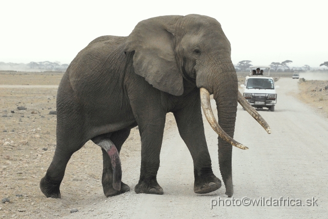 _DSC0474.JPG - The Amboseli Elephant.