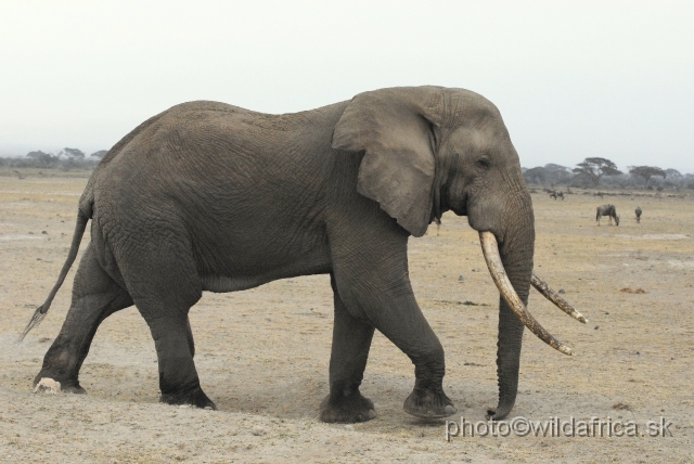 _DSC0476.JPG - The Amboseli Elephant.