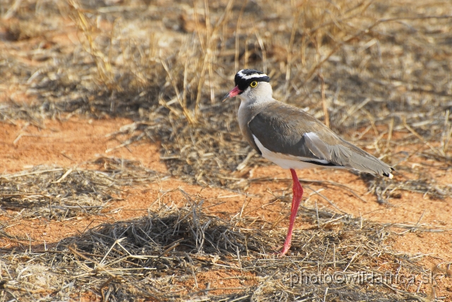 _DSC0481-1.JPG - Crowned Lapwing (Vanellus coronatus)