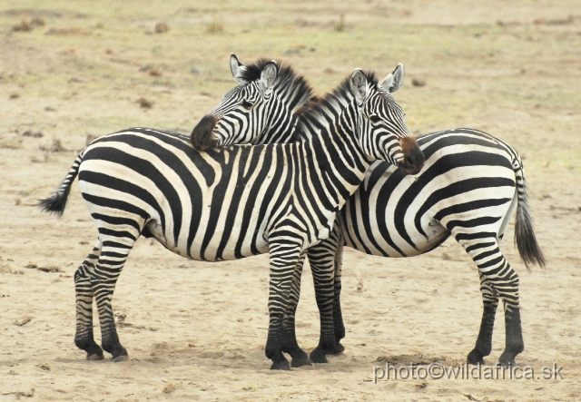 _DSC0496.JPG - Grant's Zebra