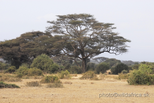 _DSC0549.JPG - Salty plain of Amboseli.