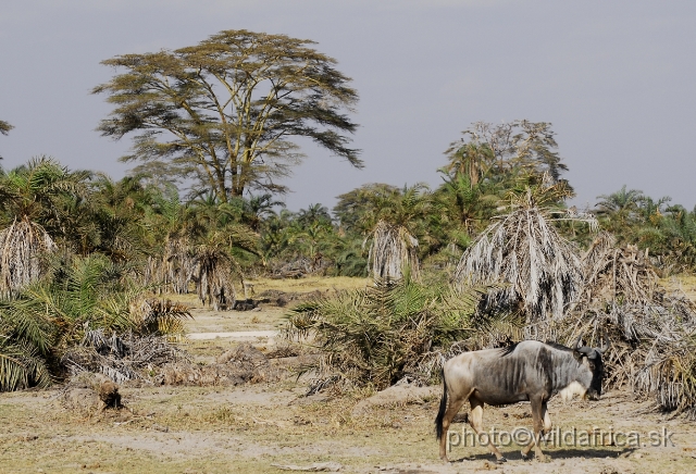 _DSC0571.JPG - Amboseli scenery.