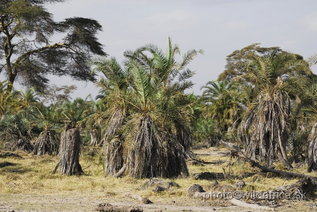 _DSC06205.JPG - Island of palms.