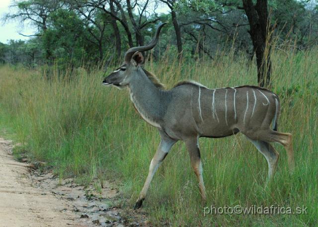 DSC_0191.JPG - Greater Kudu (Tragelaphus strepsiceros)
