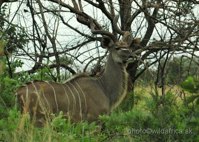 DSC_0197.JPG - Greater Kudu (Tragelaphus strepsiceros)