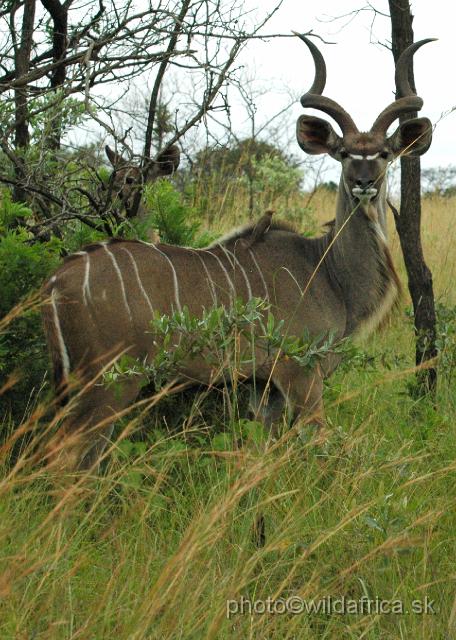 DSC_0199.JPG - Greater Kudu (Tragelaphus strepsiceros)