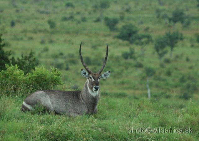 DSC_0266.JPG - Common Waterbuck (Kobus ellipsiprymnus ellipsiprymnus) is not so common in Kruger as the name indicate.