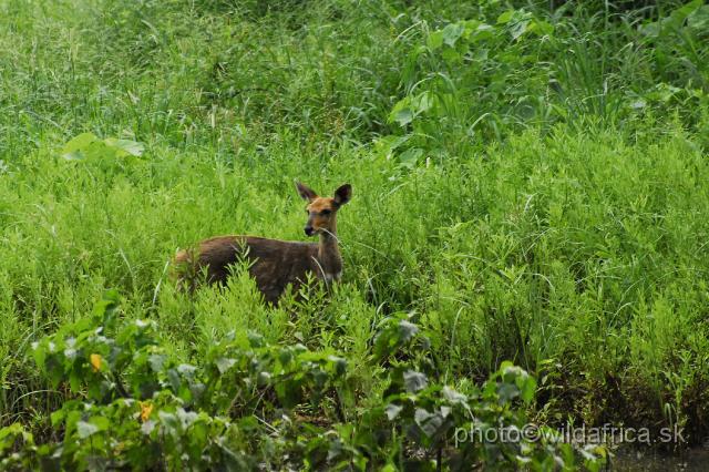 _DSC0005.JPG - Southern Bushbuck (Tragelaphus scriptus sylvaticus)