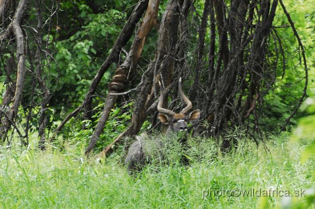 _DSC0024.JPG - Lowland Nyala (Tragelaphus angasi)