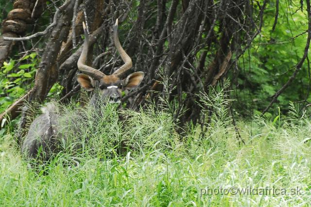 _DSC0026.JPG - Lowland Nyala (Tragelaphus angasi) near Luvuvhu River.