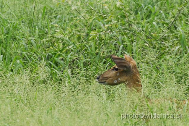 _DSC0038.JPG - Lowland Nyala (Tragelaphus angasi)