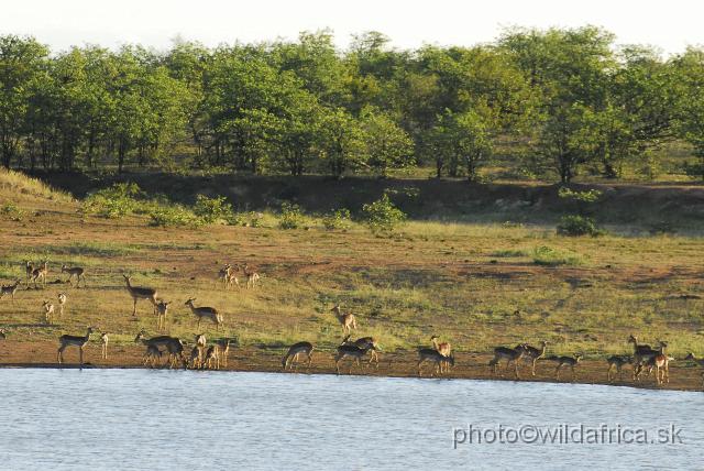 _DSC0090.JPG - Impala herd (Aepyceros melampus) near Sable Hide, close to Phalaborwa.