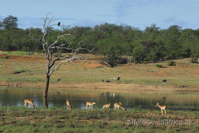 _DSC0094.JPG - Impala herd (Aepyceros melampus) near Sable Hide, close to Phalaborwa.