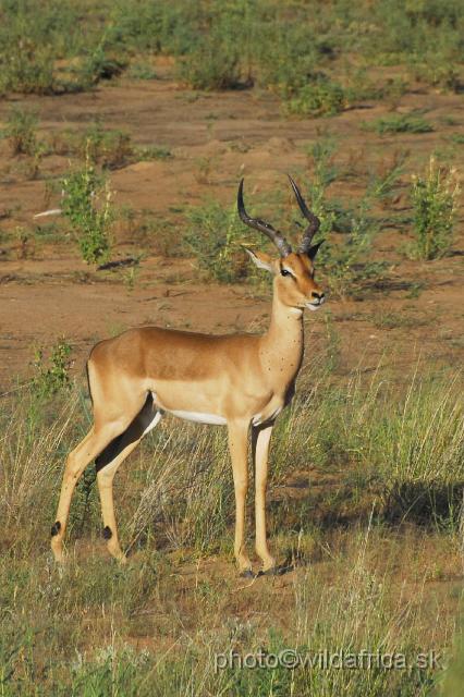 _DSC0100.JPG - Impala (Aepyceros melampus)