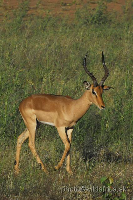 _DSC0104.JPG - Impala (Aepyceros melampus)