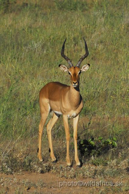 _DSC0106.JPG - Impala (Aepyceros melampus)