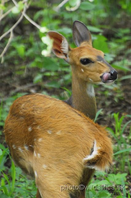 _DSC0215.JPG - Southern Bushbuck (Tragelaphus scriptus sylvaticus)