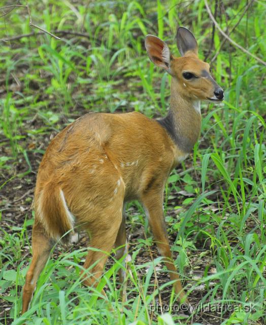 _DSC0226.JPG - Southern Bushbuck (Tragelaphus scriptus sylvaticus)