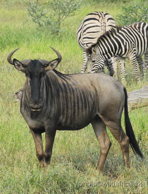 _DSC0345.JPG - Blue Wildebeest (Connochaetes taurinus taurinus)