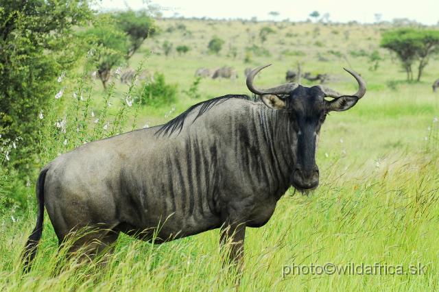 _DSC0387.JPG - Blue Wildebeest (Connochaetes taurinus taurinus)