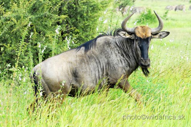 _DSC0389.JPG - Blue Wildebeest (Connochaetes taurinus taurinus)