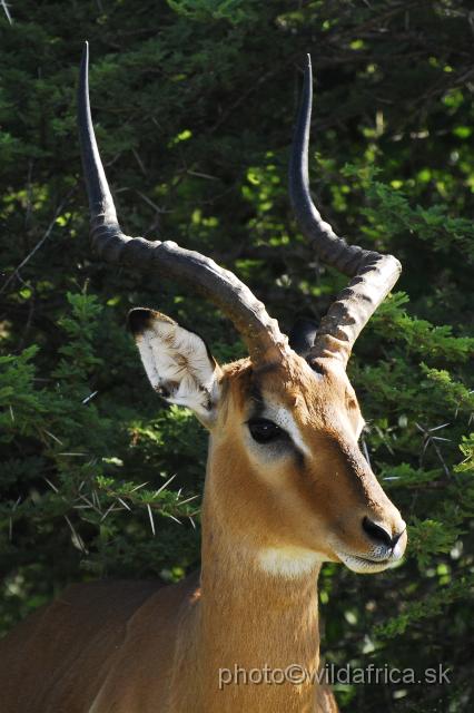 _DSC1018.JPG - Impala (Aepyceros melampus)