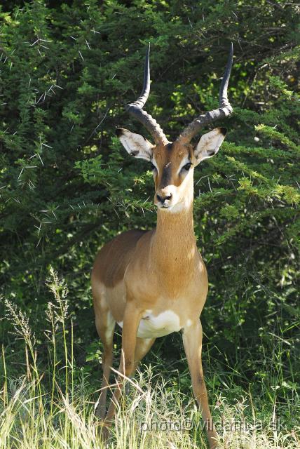 _DSC1021.JPG - Impala (Aepyceros melampus)