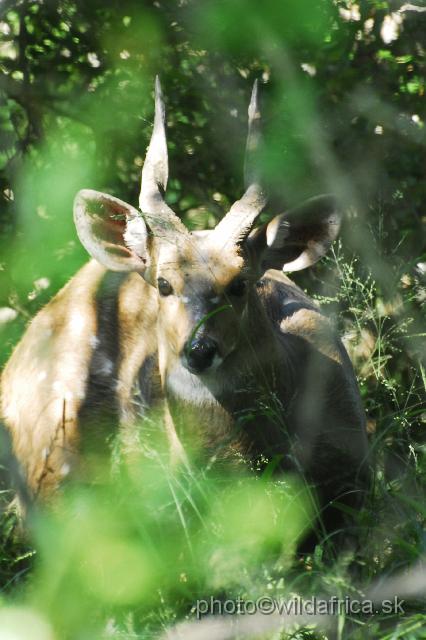 _DSC1028.JPG - Southern Bushbuck (Tragelaphus scriptus sylvaticus)