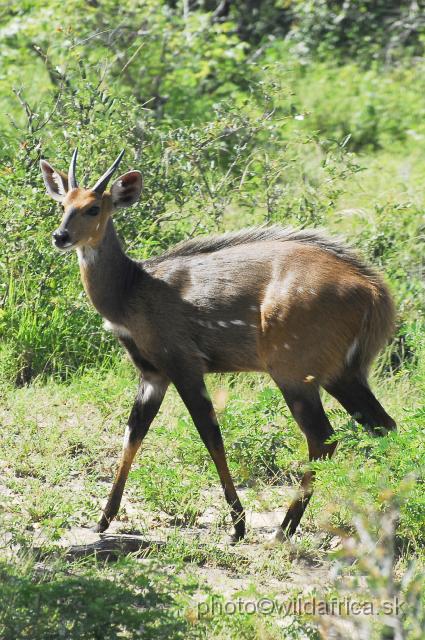 _DSC1049.JPG - Southern Bushbuck (Tragelaphus scriptus sylvaticus)