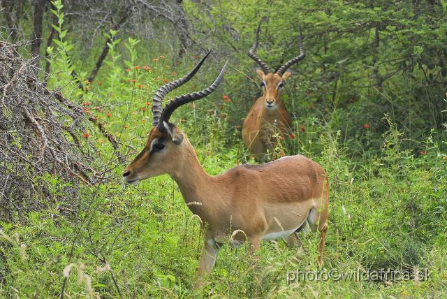 _DSC1066.JPG - Impala (Aepyceros melampus)