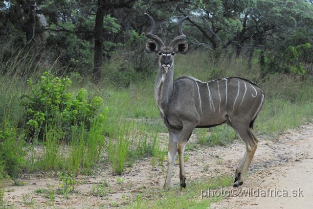 _DSC1150.JPG - Greater Kudu (Tragelaphus strepsiceros)