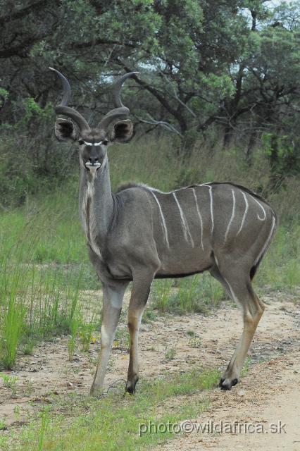 _DSC1151.JPG - Greater Kudu (Tragelaphus strepsiceros)