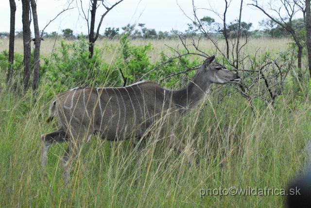 _DSC1154.JPG - Greater Kudu (Tragelaphus strepsiceros)