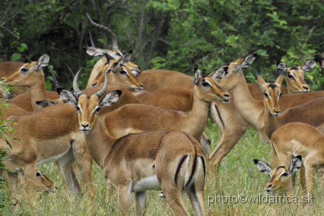 _DSC1225.JPG - Impala (Aepyceros melampus)