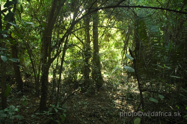 DSC_0m047.JPG - The coastal relic forest of Arabuko is the largest remaining portion of rainforest of the Kenyan Coast.