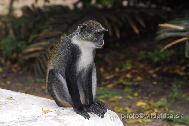 _DSC0002.JPG - Endemic subspecies of Coastal Diademed Monkey (Cercopithecus mitis kibonotensis).