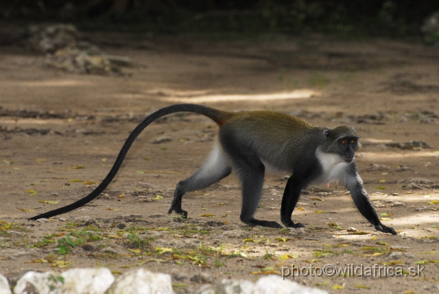 _DSC0004.JPG - Endemic subspecies of Coastal Diademed Monkey (Cercopithecus mitis kibonotensis).