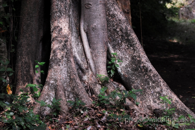 _DSC0020.JPG - The rainforest tree with stabilizing root system.